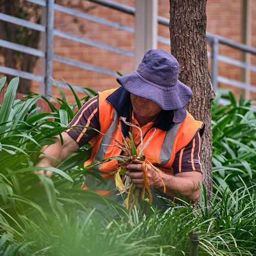 alan dinnie - gardener removing dead leaves in lush commercial garden bed