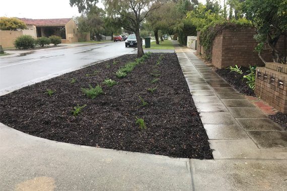 Neat and tidy verge in Como planted with leafy shrubs