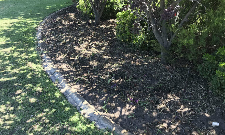 Dianella garden bed after weed removal