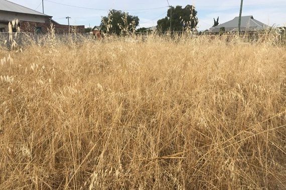 Knee-high ded grass on overgrown blockin Perth