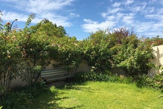 Lush green backyard, overgrown and untidy